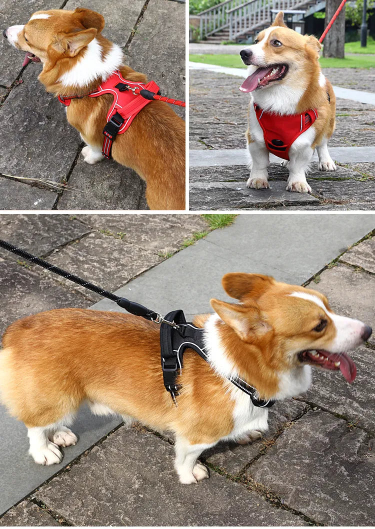 PawGuard™ Reflective Comfort Harness + free leash