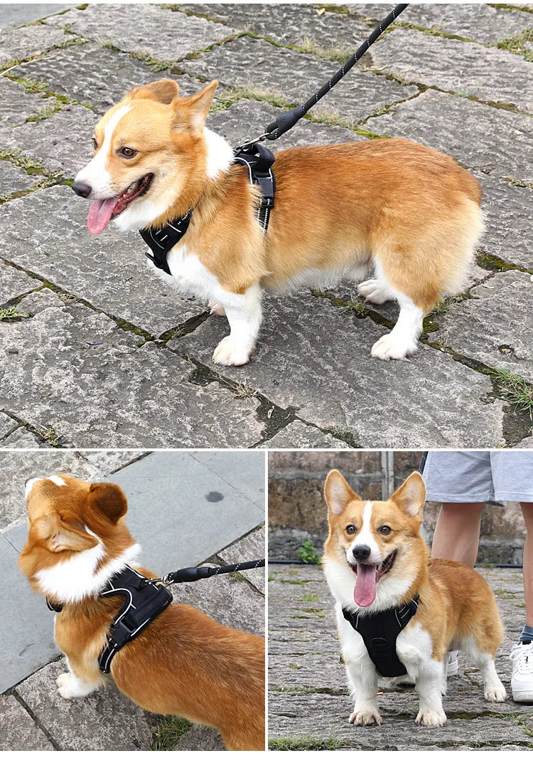 PawGuard™ Reflective Comfort Harness + free leash