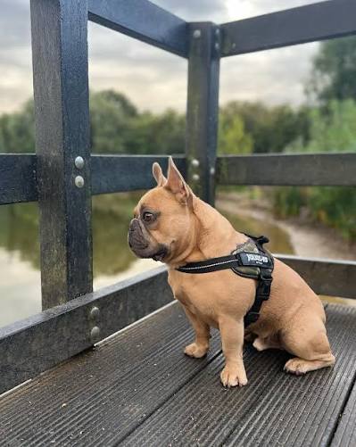 Perfect Fit™ Reflective No-Pull Dog Harness