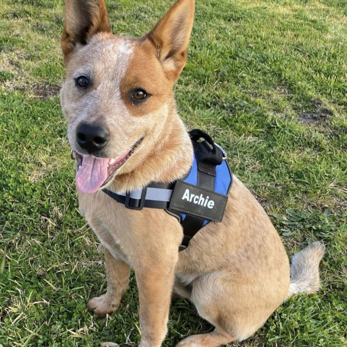 Perfect Fit™ Reflective No-Pull Dog Harness